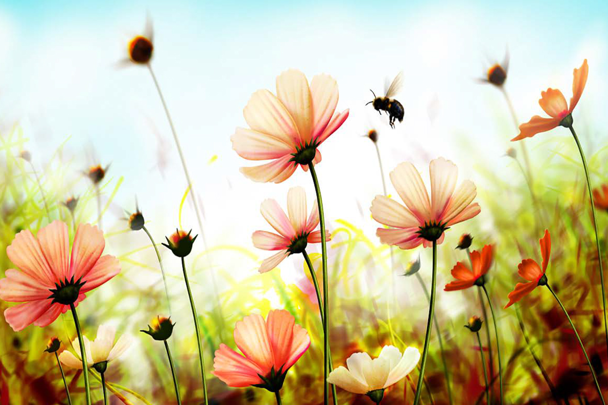 Pacific 3d Wallpaper Services